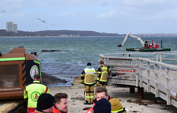 Wal an der Ostseeküste gestrandet