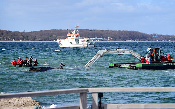Wal an der Ostseeküste gestrandet