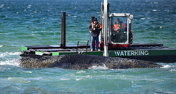 Wal an der Ostseeküste gestrandet