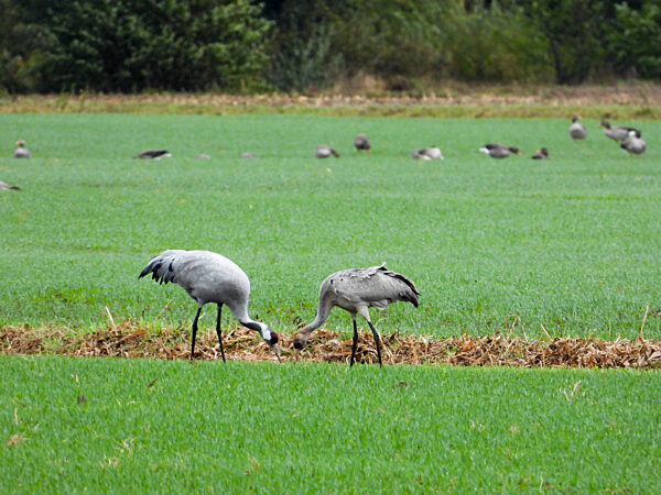 cntv-Vogelgrippe Kranische