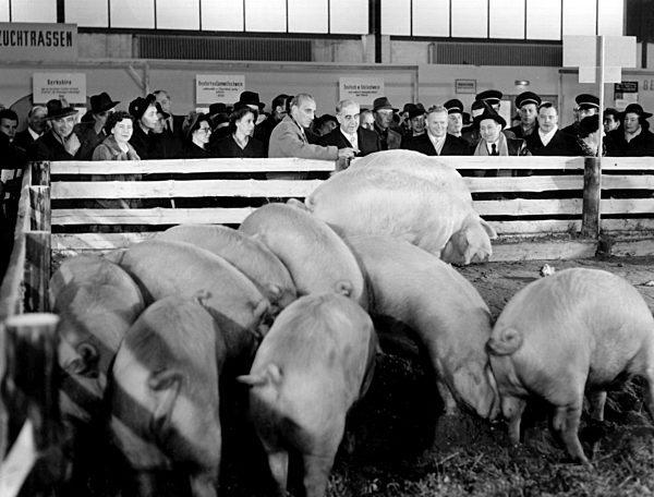 "Grüne Woche 1952" eröffnet