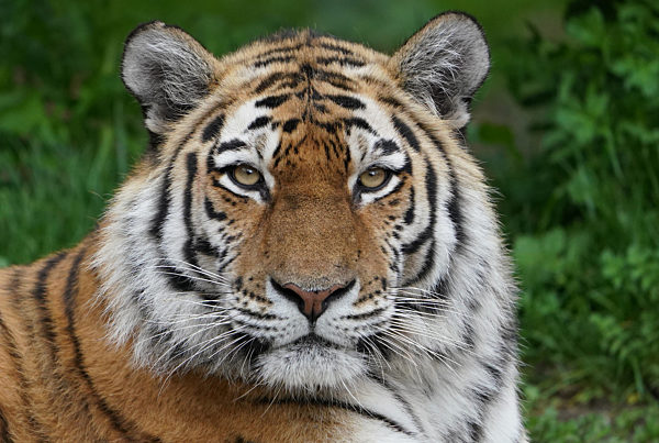Sibirischer Tiger im Tierpark Hagenbeck