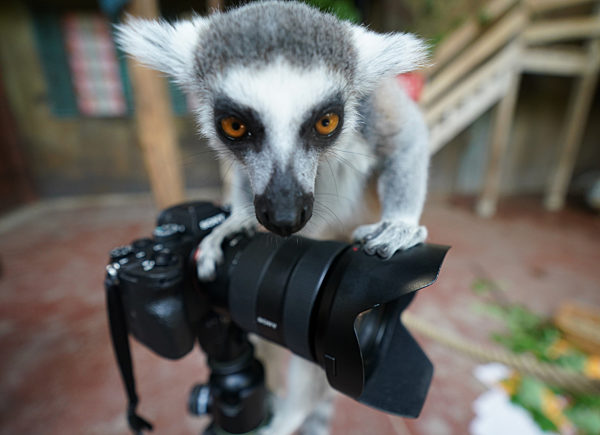 Kattas im Tierpark Hagenbeck