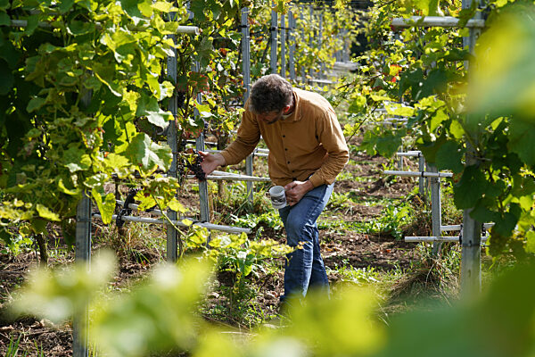 Weingut Gut Deutsch-Nienhof