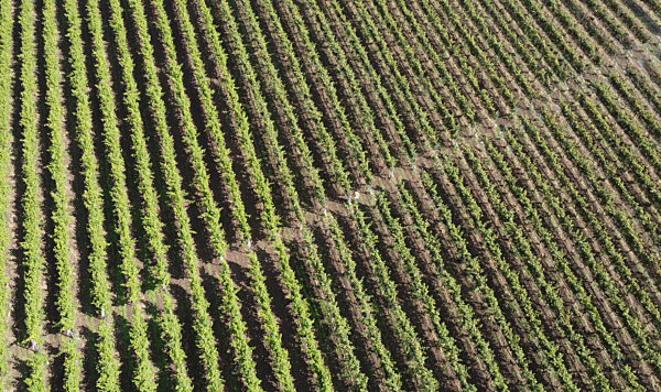 Weingut Gut Deutsch-Nienhof
