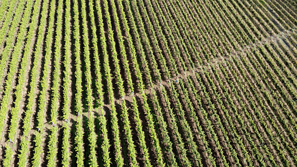 Weingut Gut Deutsch-Nienhof