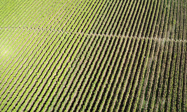Weingut Gut Deutsch-Nienhof
