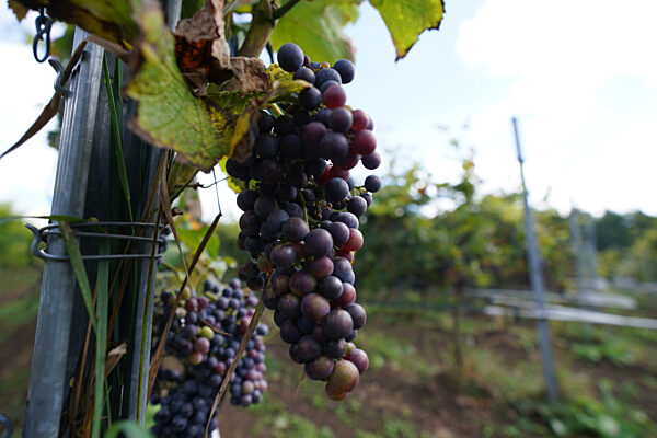 Weingut Gut Deutsch-Nienhof