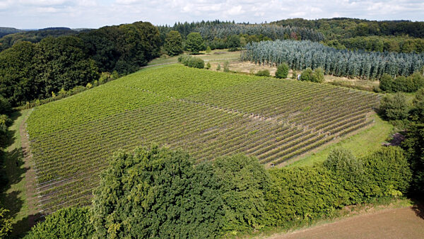 Weingut Gut Deutsch-Nienhof