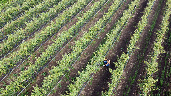 Weingut Gut Deutsch-Nienhof