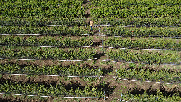 Weingut Gut Deutsch-Nienhof