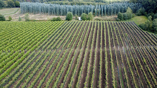 Weingut Gut Deutsch-Nienhof