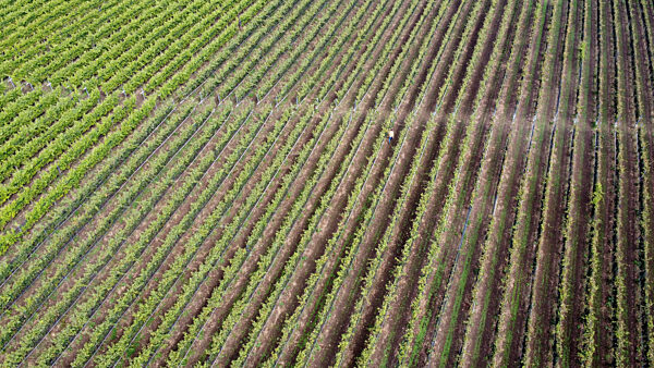 Weingut Gut Deutsch-Nienhof