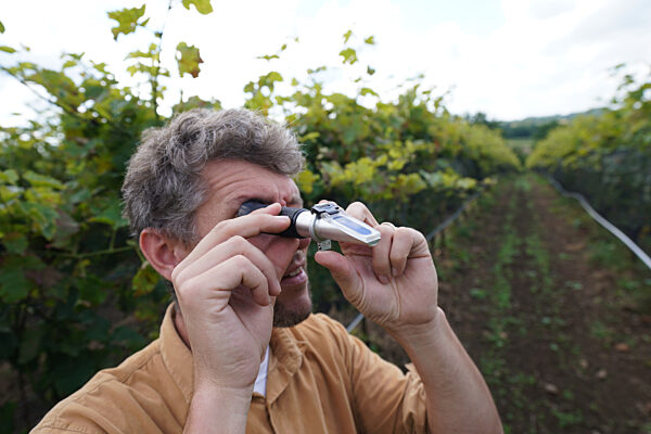 Weingut Gut Deutsch-Nienhof