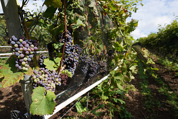 Weingut Gut Deutsch-Nienhof