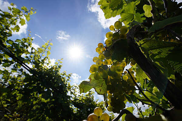 Weingut Gut Deutsch-Nienhof
