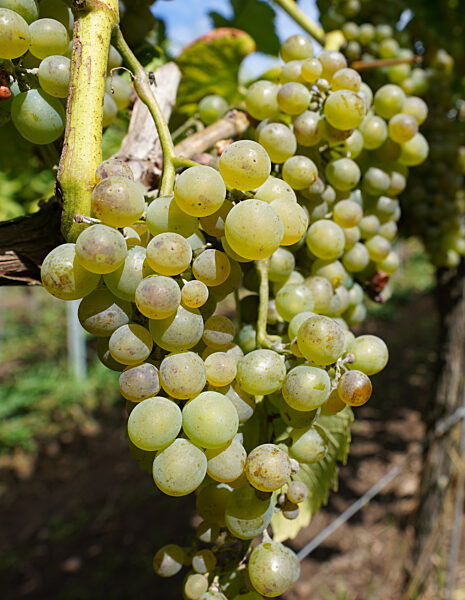 Weingut Gut Deutsch-Nienhof