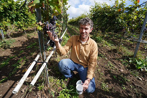 Weingut Gut Deutsch-Nienhof