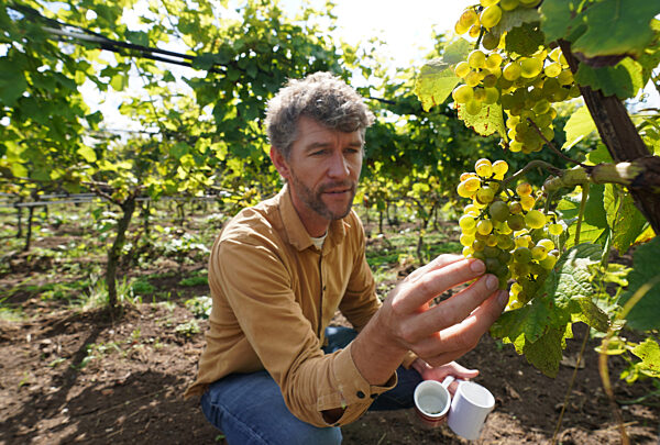 Weingut Gut Deutsch-Nienhof