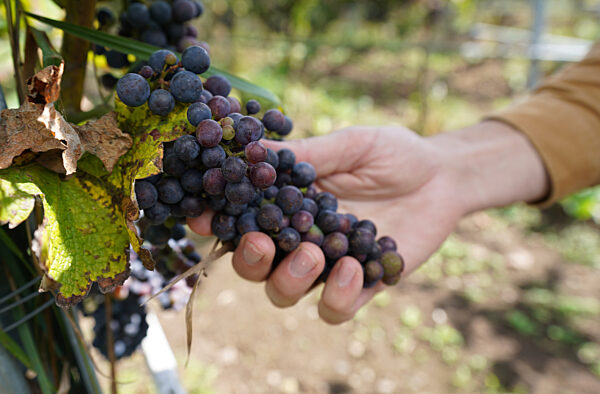 Weingut Gut Deutsch-Nienhof