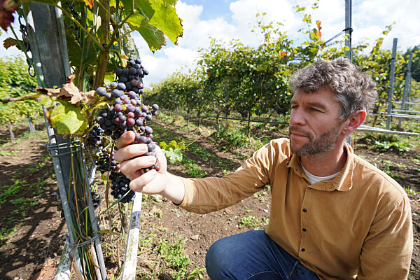 Weingut Gut Deutsch-Nienhof