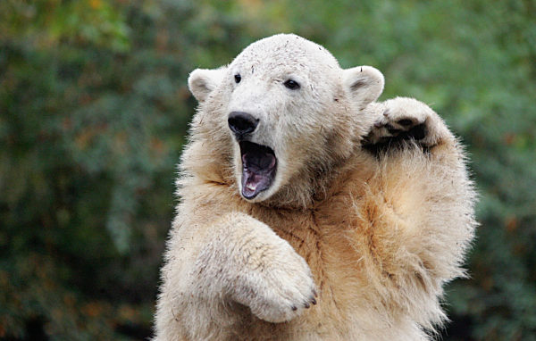 Der Eisbär Knut gestikuliert am Mittwoch (24.10...