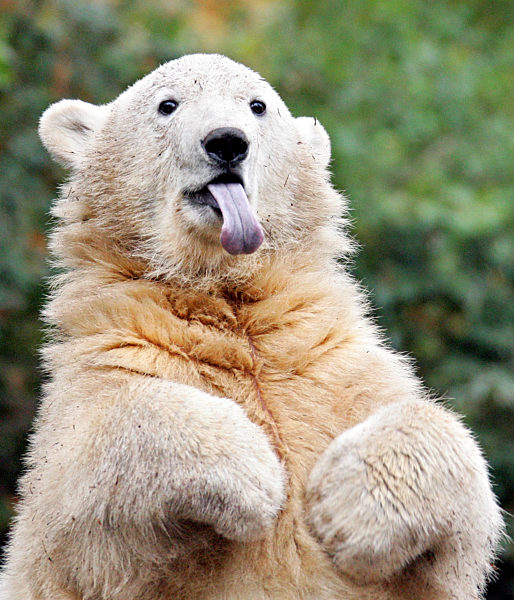 Der Eisbär Knut streckt am Mittwoch (24.10...