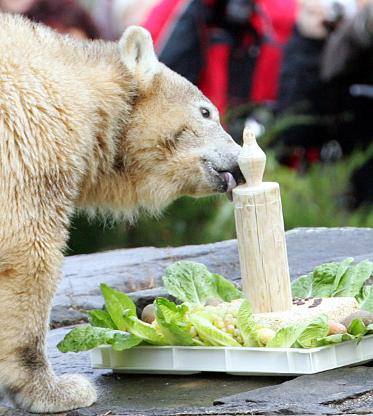 Der Eisbär Knut knabbert am Mittwoch (05.12...
