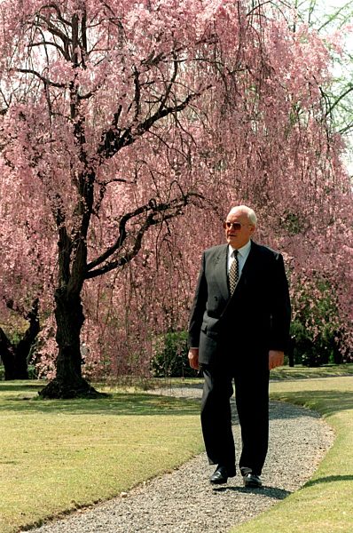 Herzog unter blühendem Kirschbaum in Kyoto