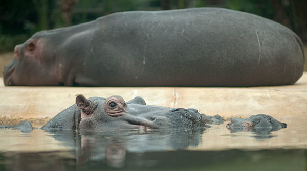 KINA - Wusstest du, dass...? - Das Nilpferd und sein Name