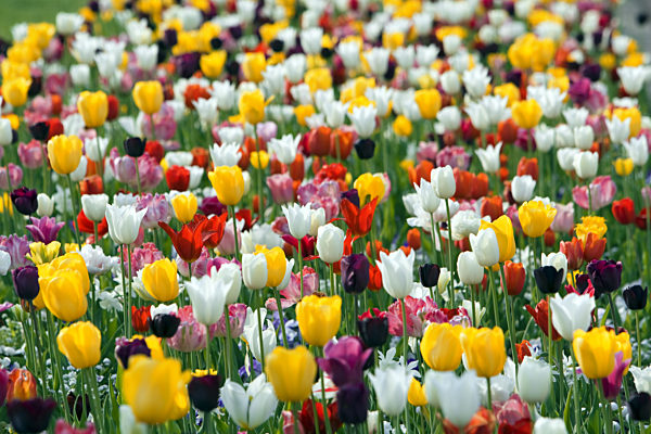 BUGA2009 in Schwerin