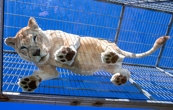 Glasbrücke für Löwen und Tiger