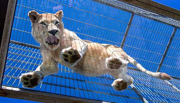 Glasbrücke für Löwen und Tiger