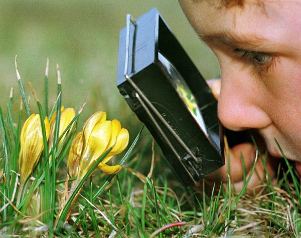 Krokusblüten unter der Lupe