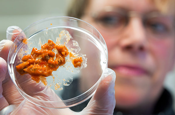 Untersuchungen wegen Pferdefleischskandal