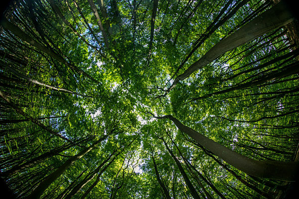 Buchenwald auf Rügen