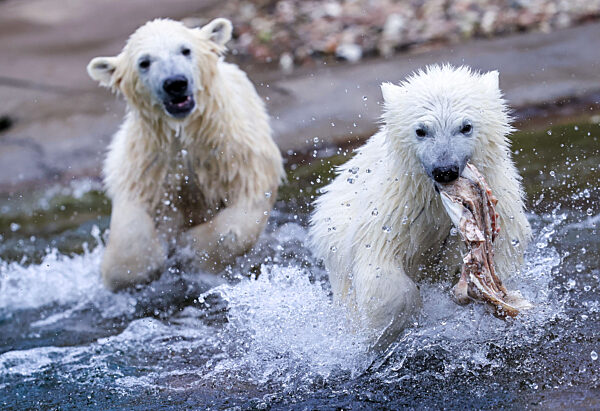 Eisbär-Zwillinge im Zoo