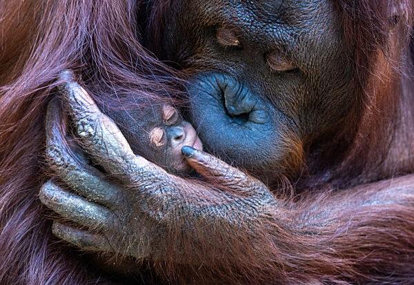 Nachwuchs bei Orang-Utan im Zoo