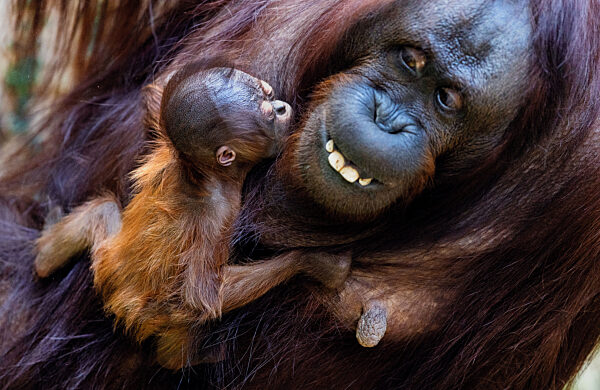 Nachwuchs bei Orang-Utan im Zoo