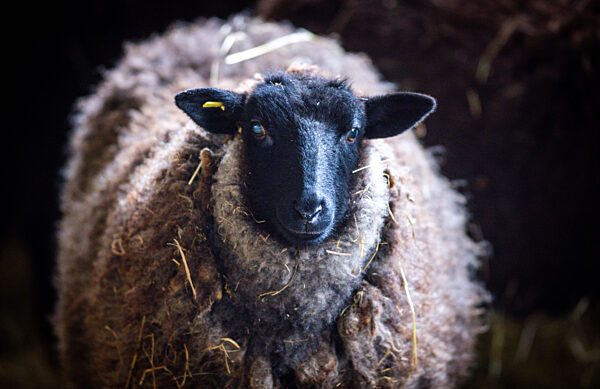 Nordwolle verarbeitet einheimische Wolle