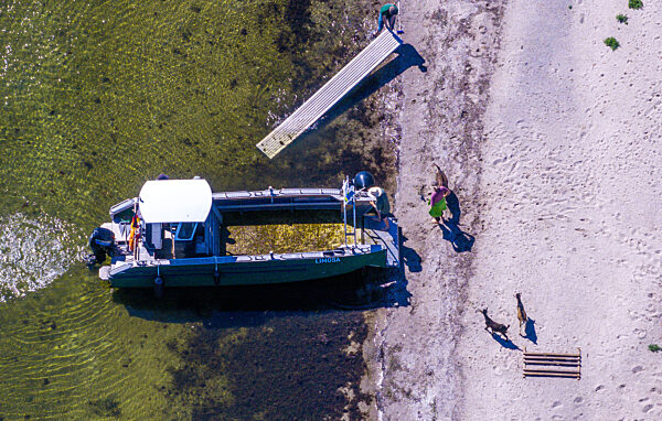 Ziegen ziehen auf Boot zur Insel Walfisch um