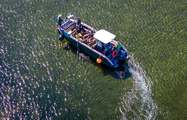 Ziegen ziehen auf Boot zur Insel Walfisch um