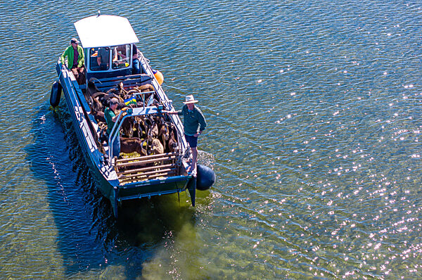 Ziegen ziehen auf Boot zur Insel Walfisch um