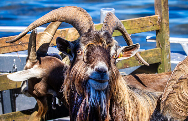 Ziegen ziehen auf Boot zur Insel Walfisch um