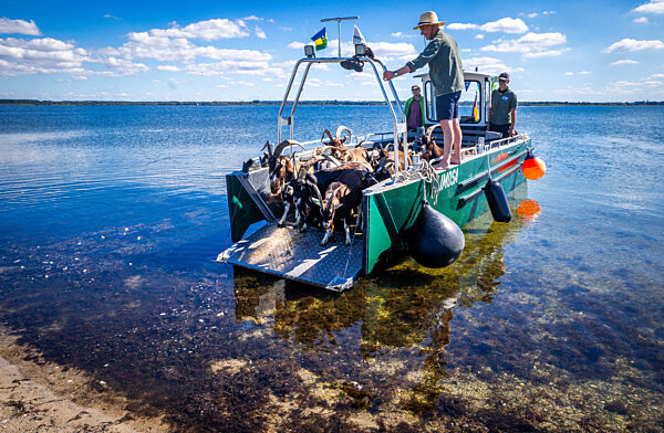 Ziegen ziehen auf Boot zur Insel Walfisch um