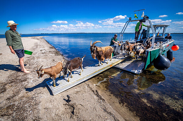 Ziegen ziehen auf Boot zur Insel Walfisch um