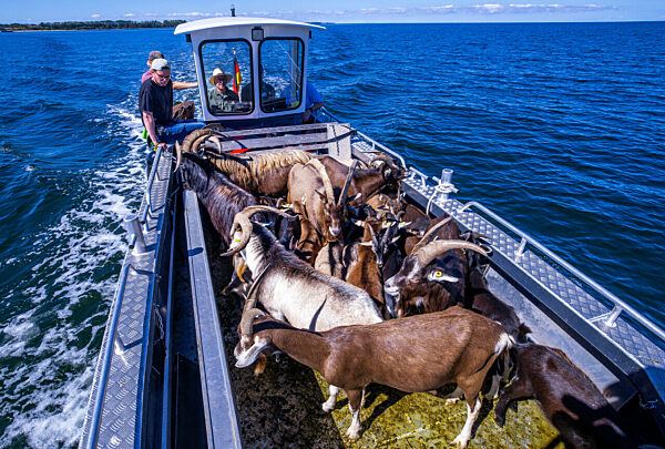 Ziegen ziehen auf Boot zur Insel Walfisch um