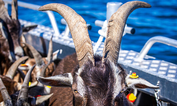 Ziegen ziehen auf Boot zur Insel Walfisch um