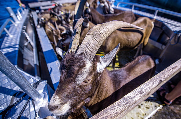 Ziegen ziehen auf Boot zur Insel Walfisch um
