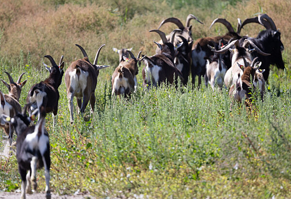 Ziegen ziehen auf Boot zur Insel Walfisch um